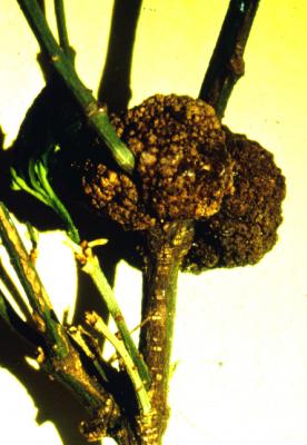 crown gall